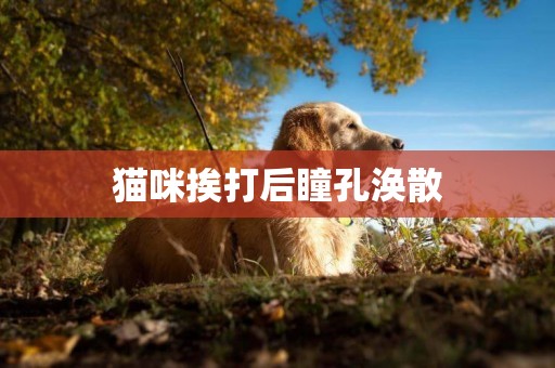 貓咪挨打后瞳孔渙散