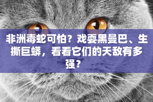 非洲毒蛇可怕？戲耍黑曼巴、生撕巨蟒，看看它們的天敵有多強？ 