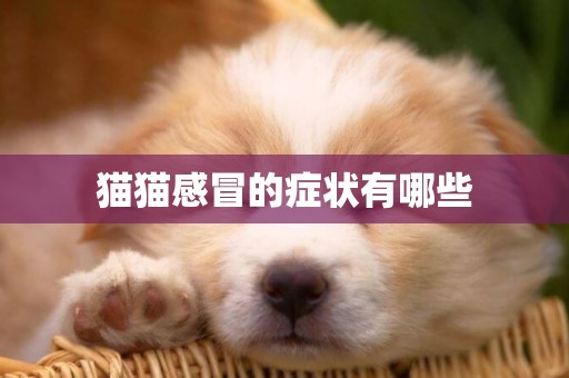 貓貓感冒的癥狀有哪些