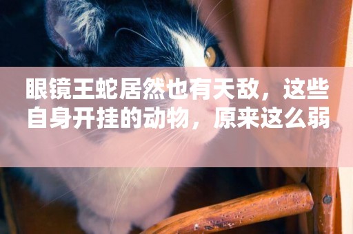 眼鏡王蛇居然也有天敵，這些自身開掛的動物，原來這么弱 