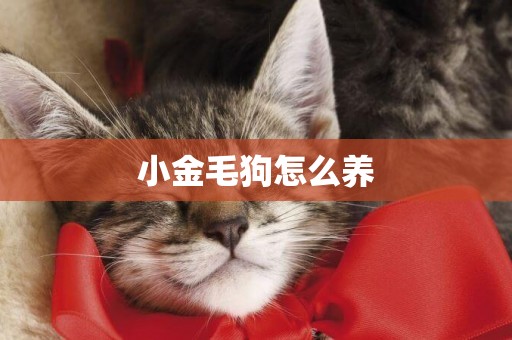 小金毛狗怎么養