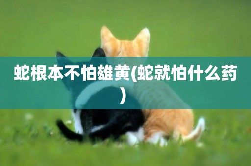 蛇根本不怕雄黃(蛇就怕什么藥) 