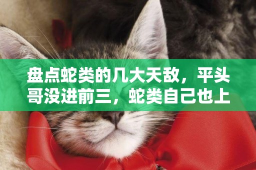 盤點蛇類的幾大天敵，平頭哥沒進前三，蛇類自己也上榜了 