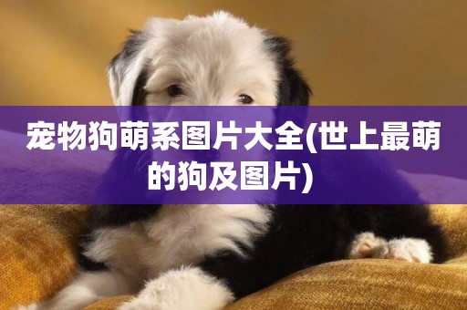 寵物狗萌系圖片大全(世上最萌的狗及圖片) 