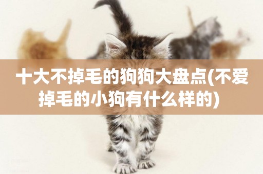 十大不掉毛的狗狗大盤點(不愛掉毛的小狗有什么樣的) 