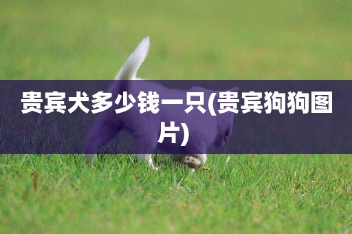 貴賓犬多少錢一只(貴賓狗狗圖片) 