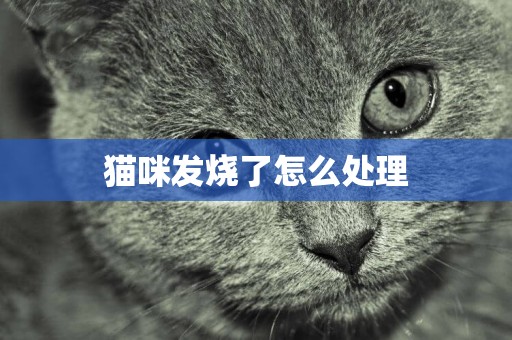 貓咪發燒了怎么處理