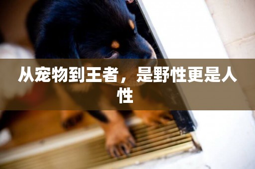 從寵物到王者，是野性更是人性 