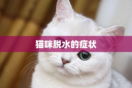 貓咪脫水的癥狀