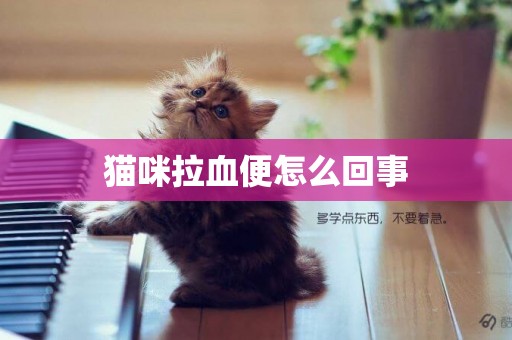 貓咪拉血便怎么回事