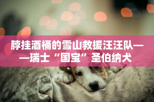 脖掛酒桶的雪山救援汪汪隊——瑞士“國寶”圣伯納犬 
