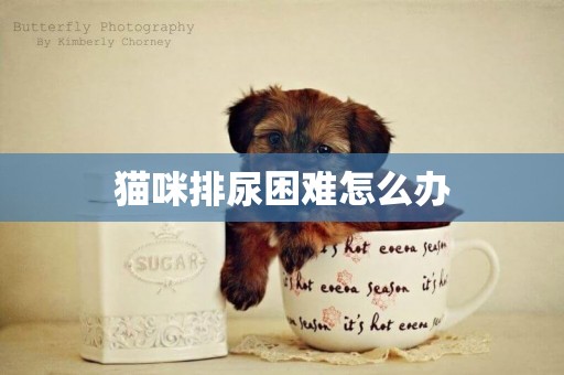 貓咪排尿困難怎么辦