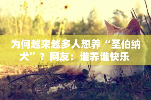 為何越來越多人想養“圣伯納犬”？網友：誰養誰快樂 