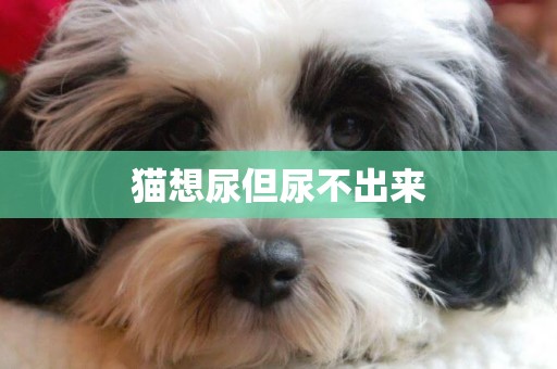 貓想尿但尿不出來