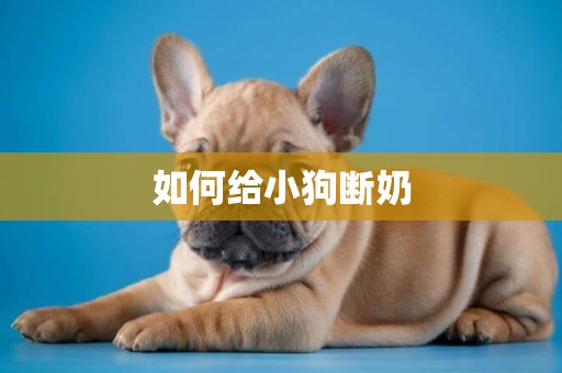 如何給小狗斷奶