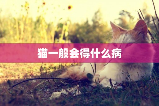 貓一般會得什么病