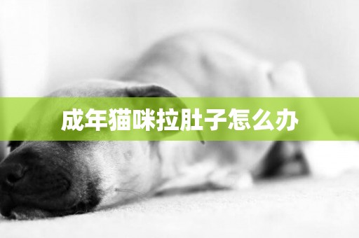 成年貓咪拉肚子怎么辦