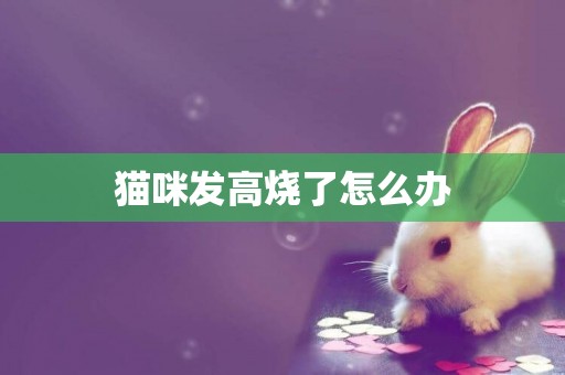 貓咪發高燒了怎么辦