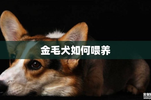 金毛犬如何喂養
