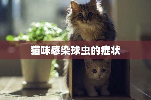 貓咪感染球蟲的癥狀