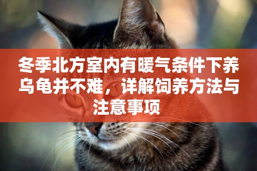 冬季北方室內有暖氣條件下養烏龜并不難，詳解飼養方法與注意事項 