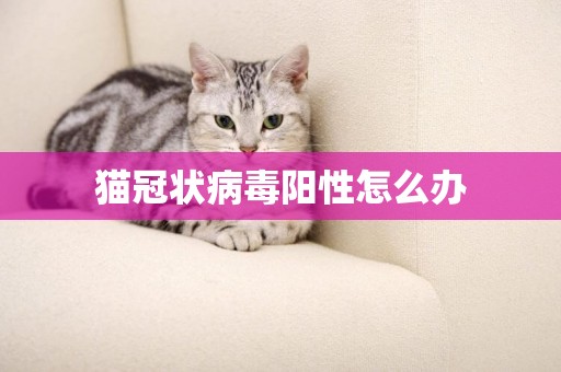 貓冠狀病毒陽性怎么辦