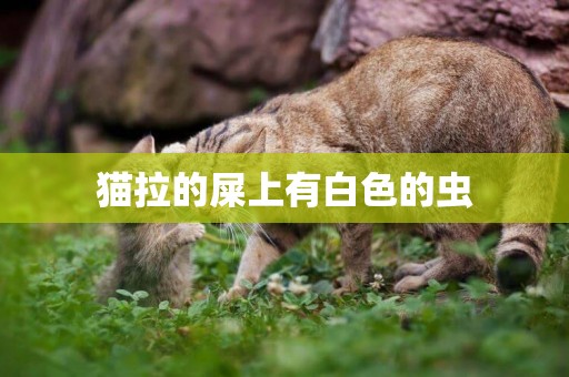 貓拉的屎上有白色的蟲