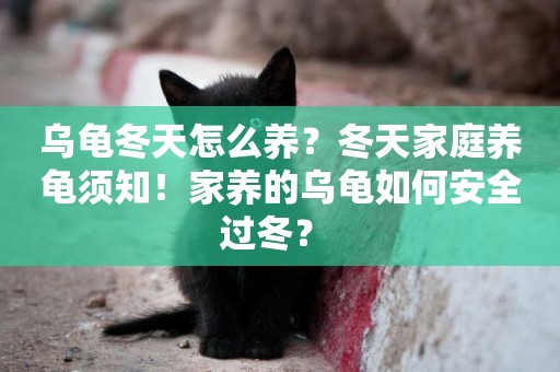 烏龜冬天怎么養？冬天家庭養龜須知！家養的烏龜如何安全過冬？ 