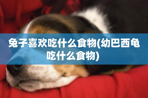兔子喜歡吃什么食物(幼巴西龜吃什么食物) 