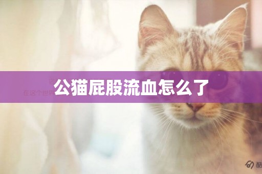 公貓屁股流血怎么了