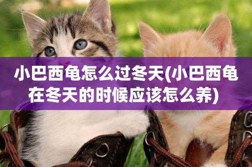 小巴西龜怎么過冬天(小巴西龜在冬天的時候應該怎么養) 