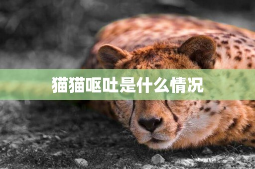 貓貓嘔吐是什么情況