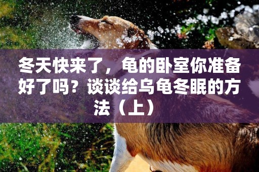 冬天快來了，龜的臥室你準備好了嗎？談談給烏龜冬眠的方法（上） 