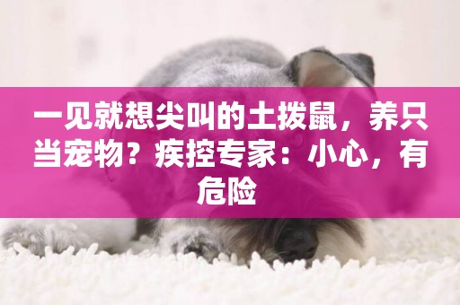 一見就想尖叫的土撥鼠，養只當寵物？疾控專家：小心，有危險 