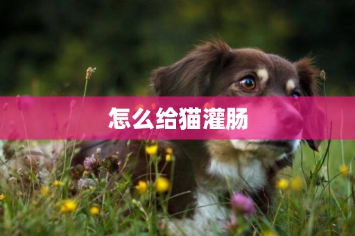 怎么給貓灌腸