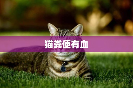 貓糞便有血