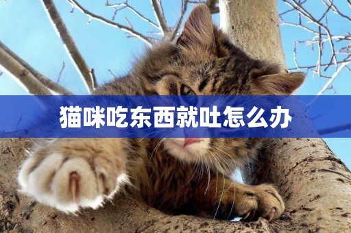 貓咪吃東西就吐怎么辦