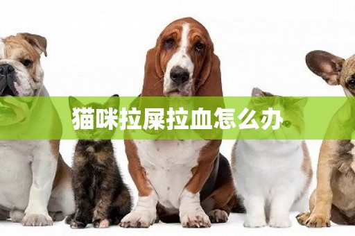 貓咪拉屎拉血怎么辦