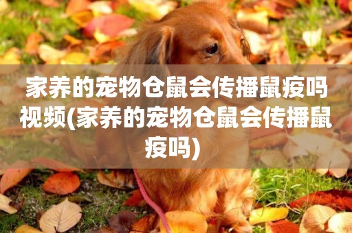 家養的寵物倉鼠會傳播鼠疫嗎視頻(家養的寵物倉鼠會傳播鼠疫嗎) 