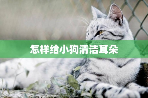 怎樣給小狗清潔耳朵