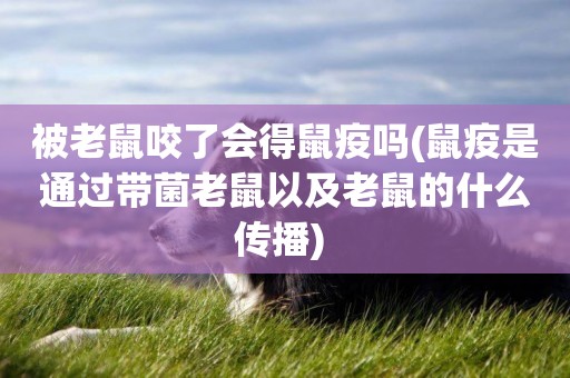 被老鼠咬了會得鼠疫嗎(鼠疫是通過帶菌老鼠以及老鼠的什么傳播) 