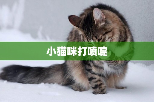 小貓咪打噴嚏