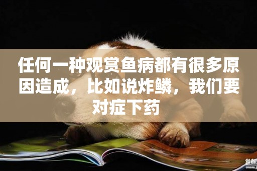 任何一種觀賞魚病都有很多原因造成，比如說炸鱗，我們要對癥下藥 