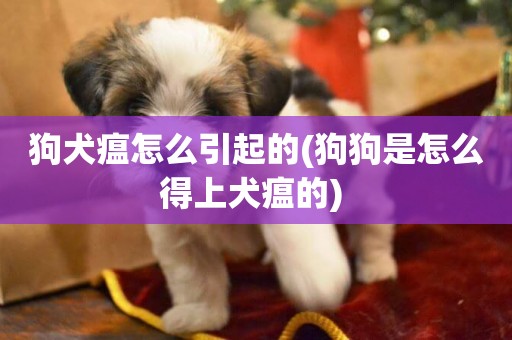 狗犬瘟怎么引起的(狗狗是怎么得上犬瘟的) 