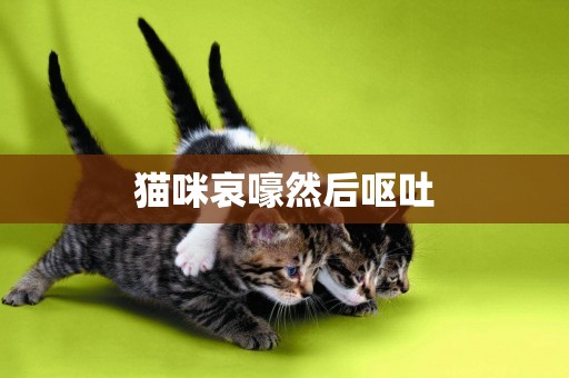 貓咪哀嚎然后嘔吐