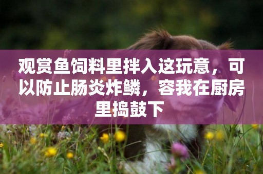 觀賞魚飼料里拌入這玩意，可以防止腸炎炸鱗，容我在廚房里搗鼓下 