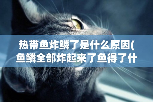熱帶魚炸鱗了是什么原因(魚鱗全部炸起來了魚得了什么病) 