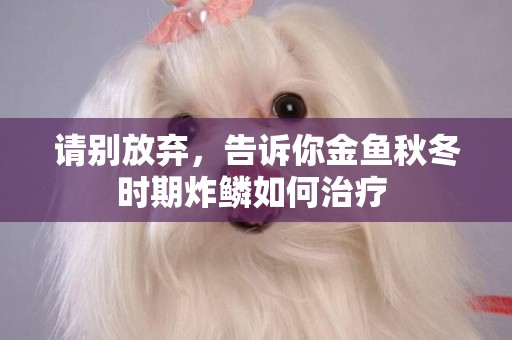 請別放棄，告訴你金魚秋冬時期炸鱗如何治療 