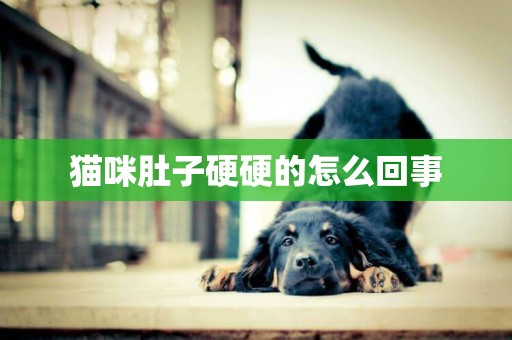 貓咪肚子硬硬的怎么回事