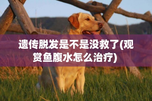 遺傳脫發是不是沒救了(觀賞魚腹水怎么治療) 
